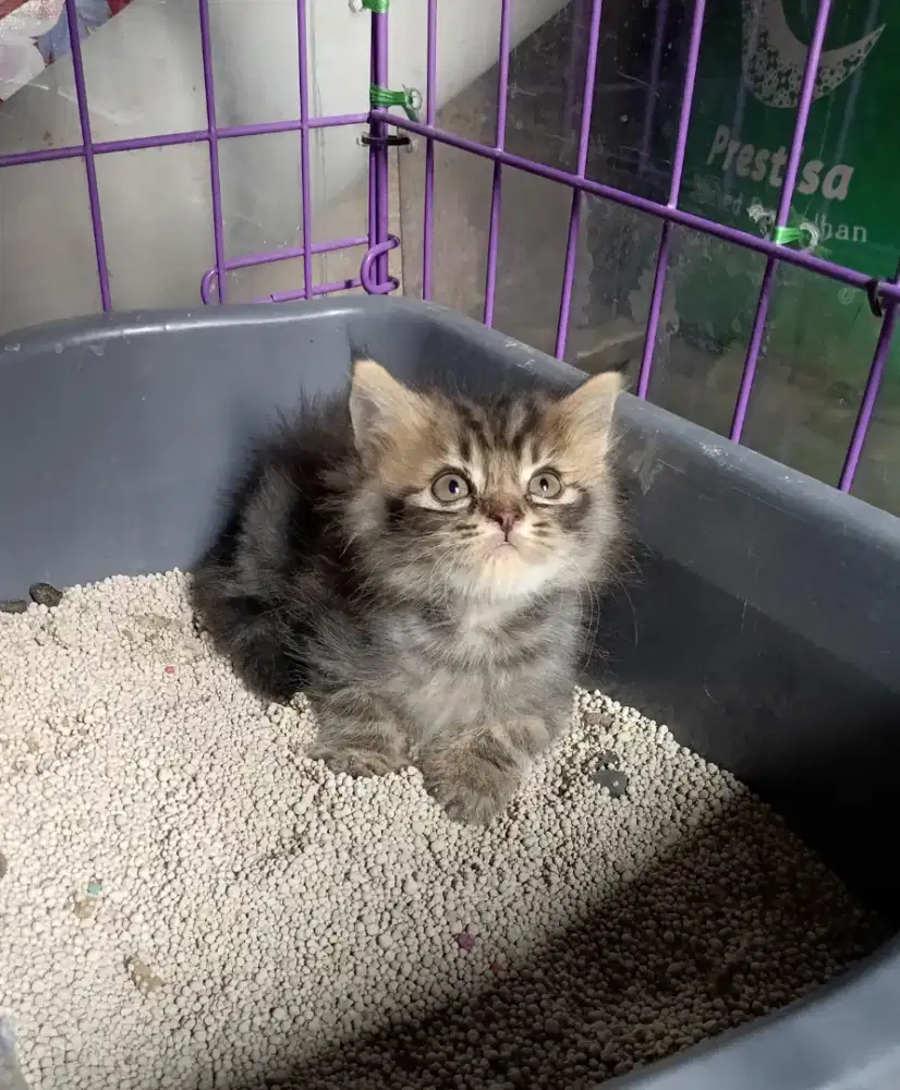 kucing bogel tapi bukan munchkin