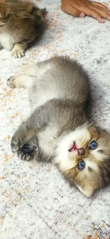Kucing bsh golden black pure non ped