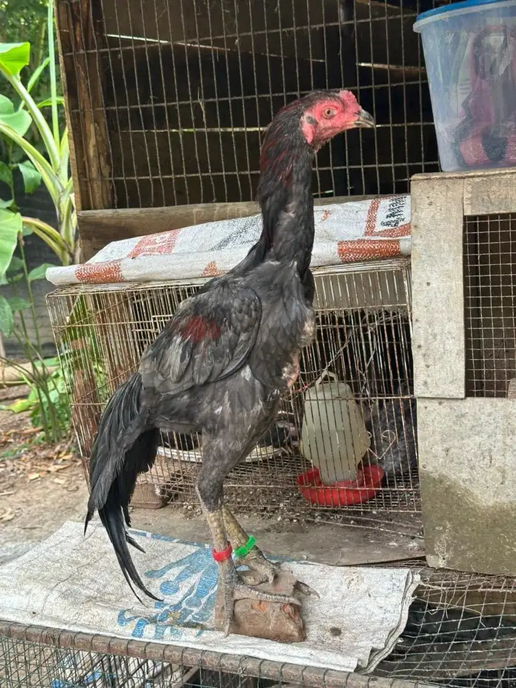 Ayam jenis koytrad