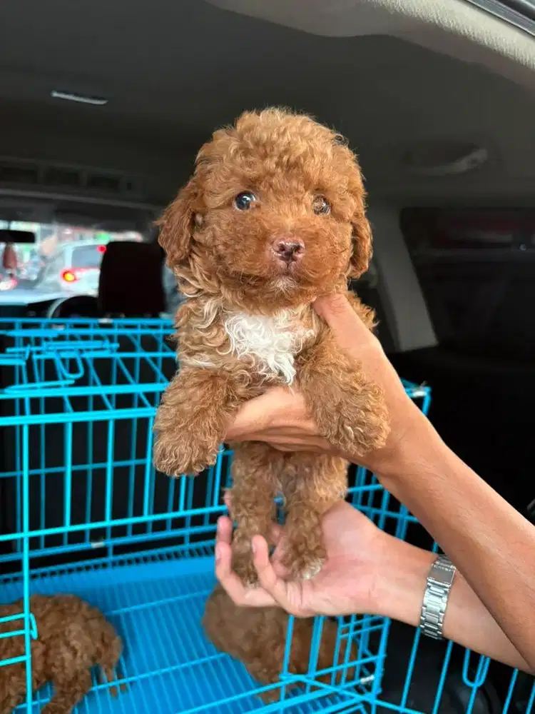 Toy Poodle 2 jantan 1 betina