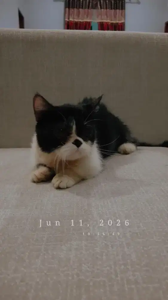 Kucing munchkin peaknose