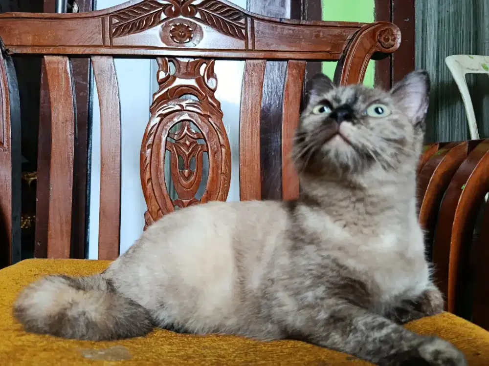 Himalaya Short Hair Betina Birahi