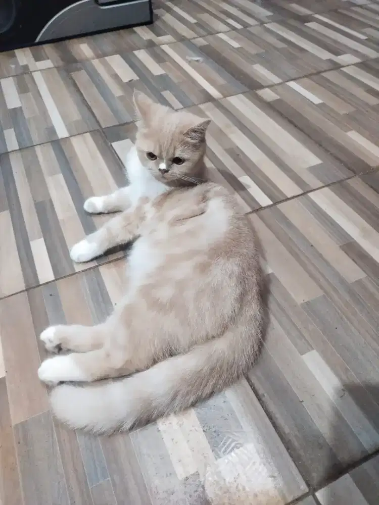 KUCING PERSIA SHORTHAIR