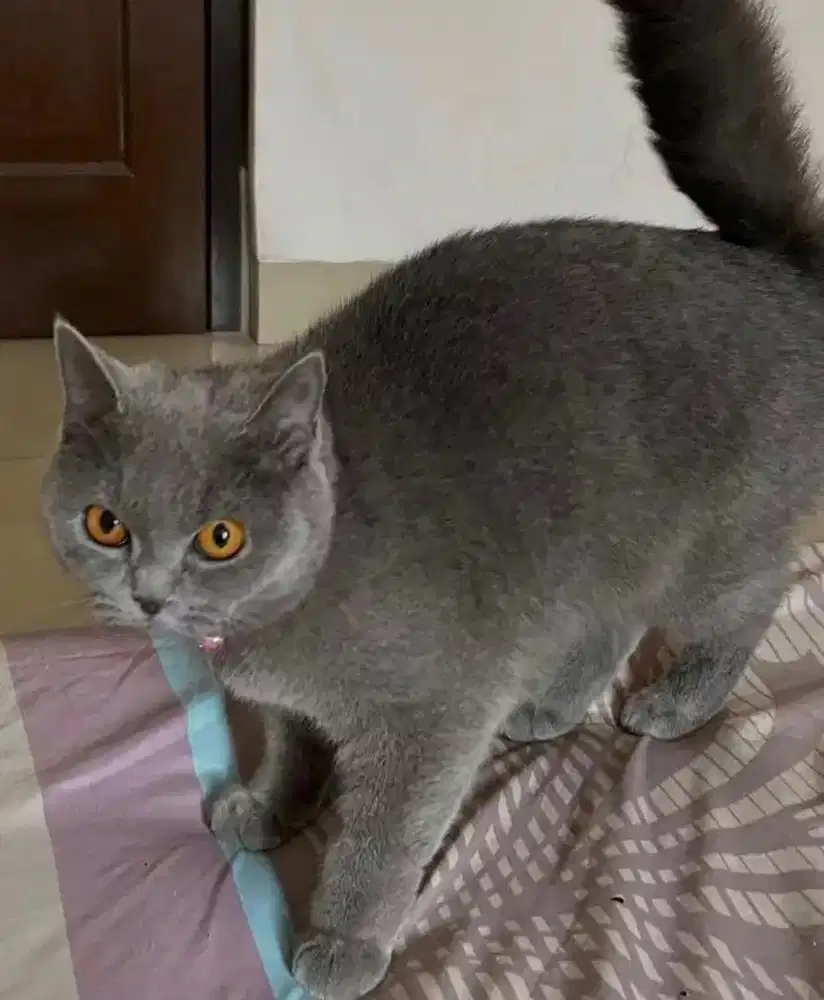 British shorthair bsh british short hair