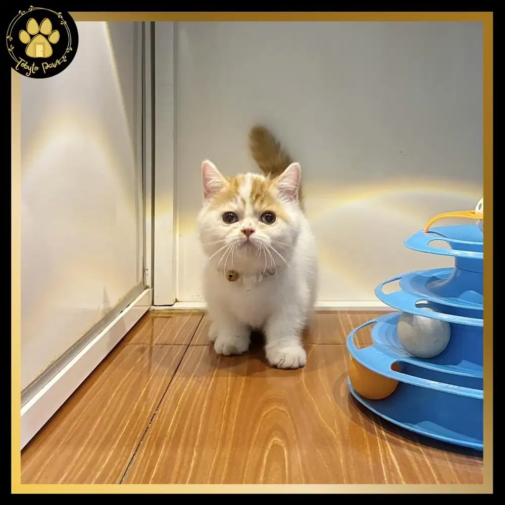 OPEN BOOKING MUNCHKIN SHORTHAIR BETINA