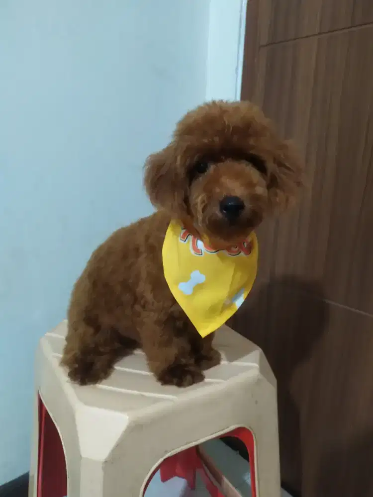 Anjing calon pejantan poodle