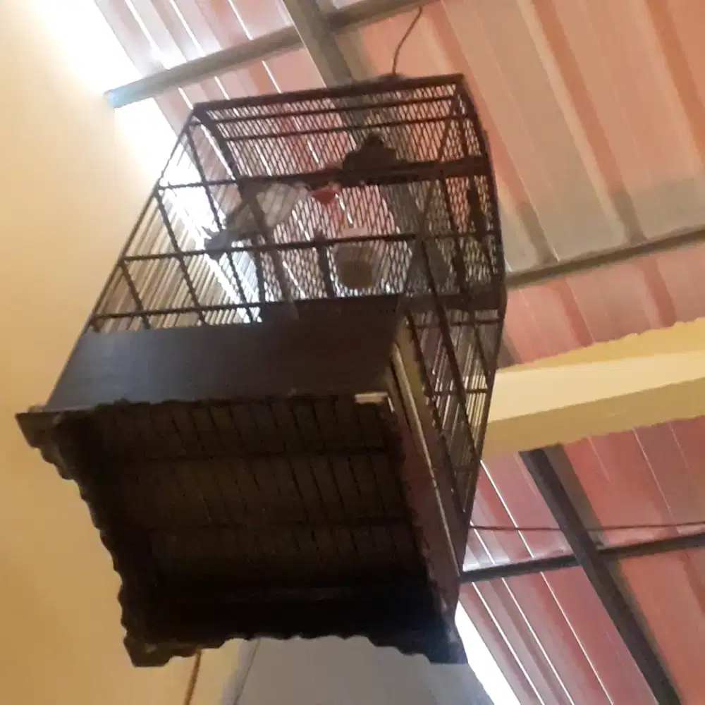 Burung trucuk+ sangkar jual murah bisa nego sampek deeel