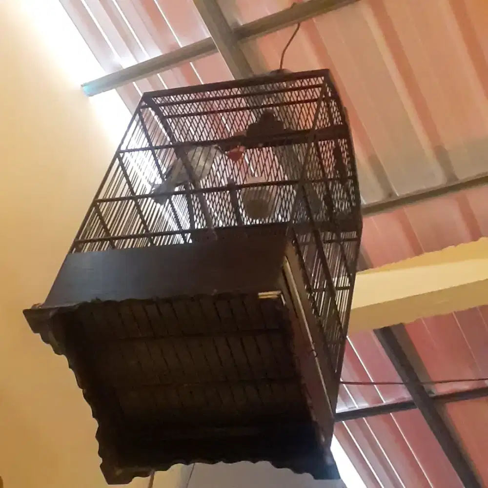 Burung trucuk + sangkar gacor nyisik ngeropel burung mulus jinak lalat
