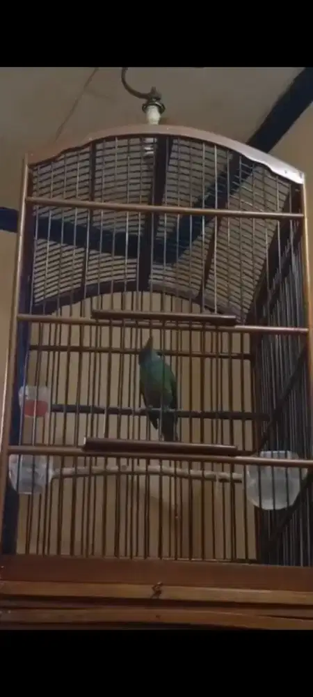 Cucak cungkok Betina gacor