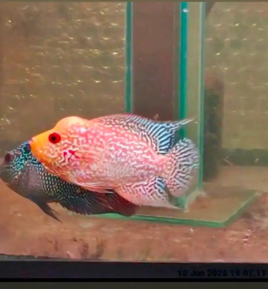 ikan lohan gb cencu 9.8cm ekor lebar kecil jenong ikan lohan murah