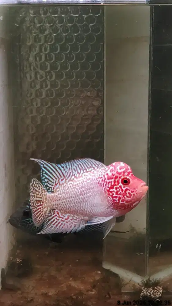 ikan lohan gb cencu 12cm ekor lebar merah merona lohan cencu kamfa