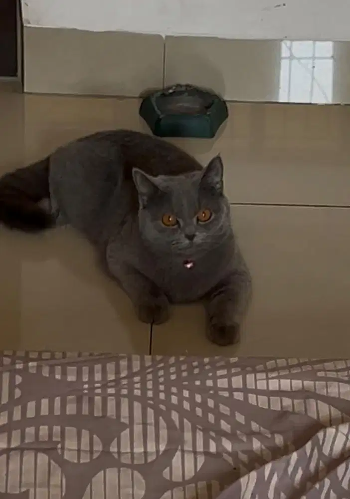 British shorthair bsh british short hair