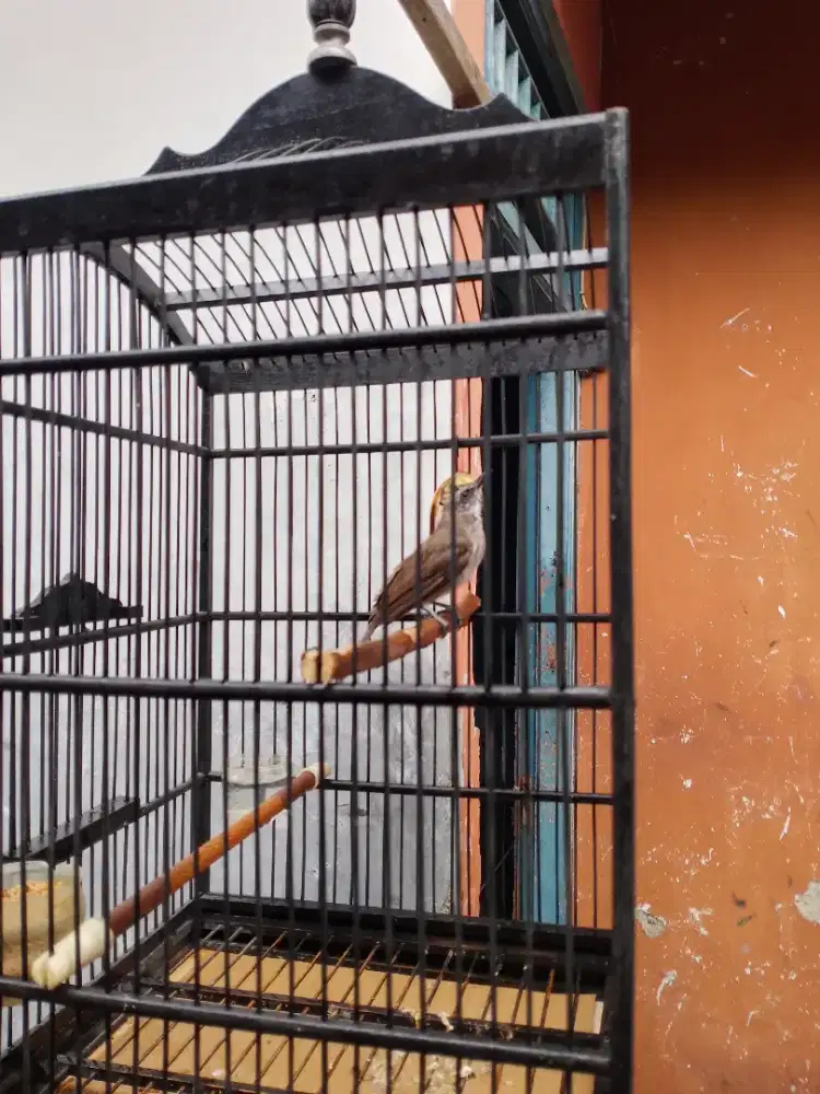 trucukan gacor fullset burung panjang