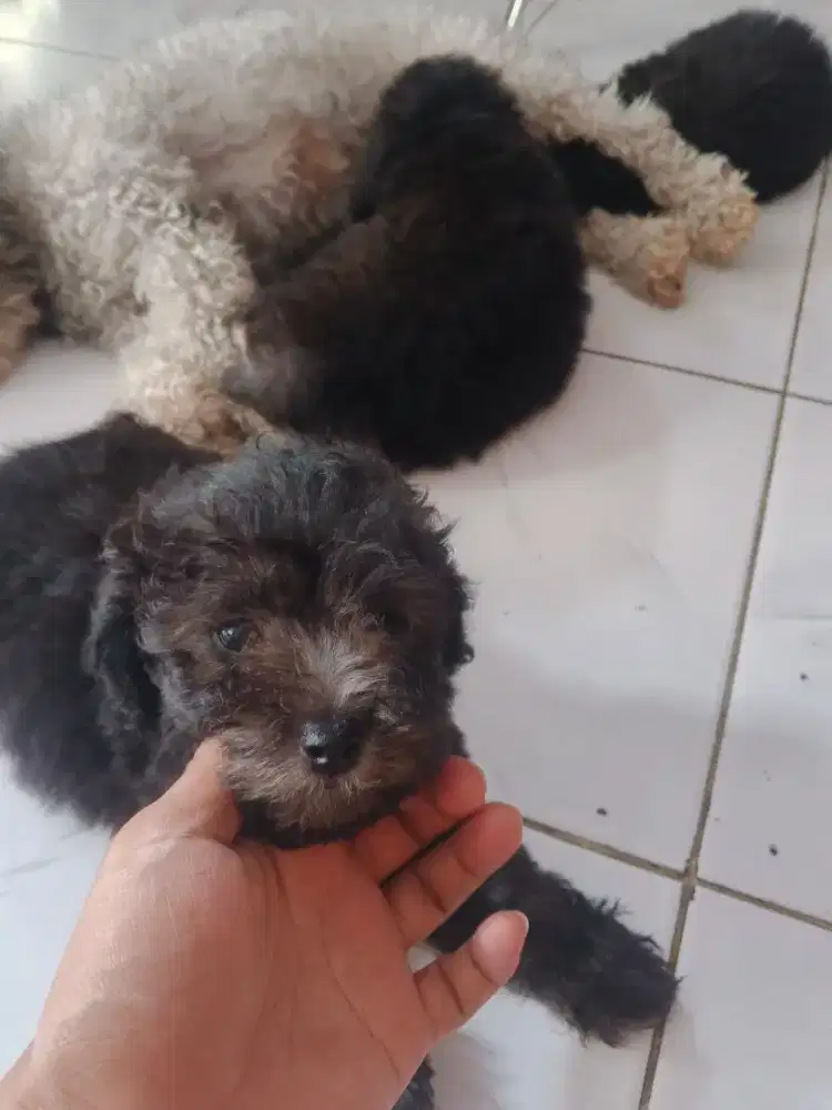 POODLE SILVER STAMBOOM 2 JANTAN 1 BETINA