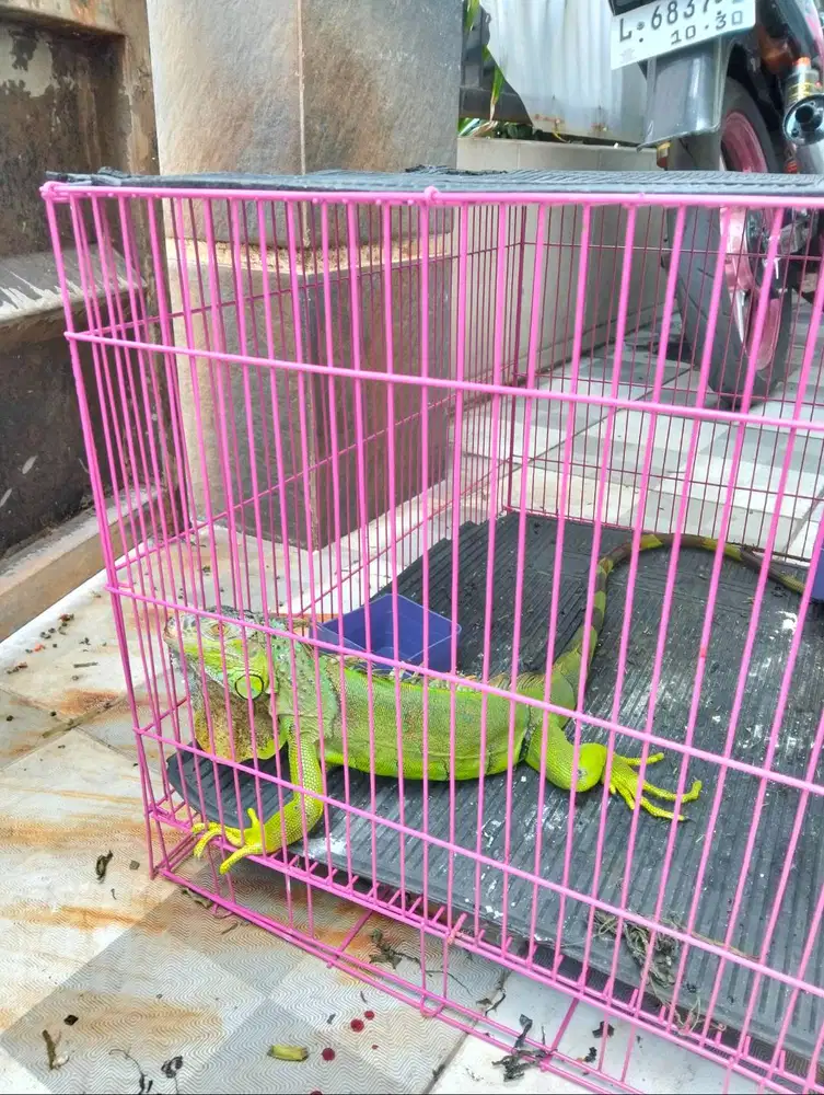 iguana hijau ukuran 100 cm