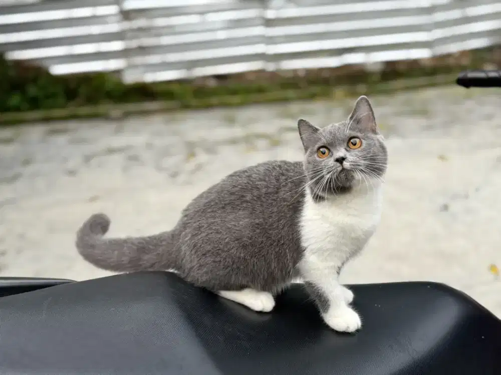 Kucing BSH betina 4 bln