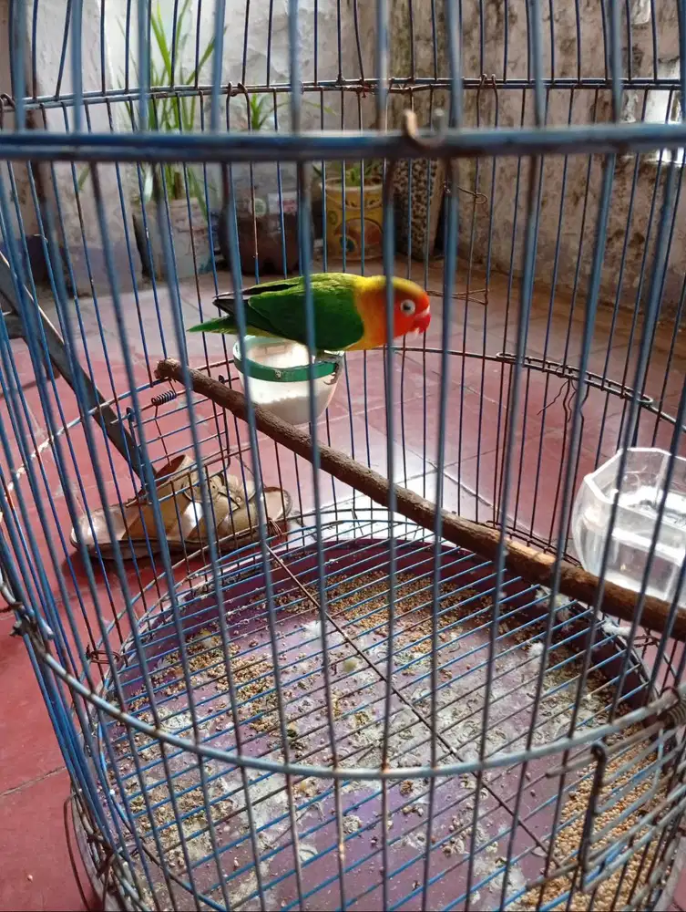 Burung Lovebird