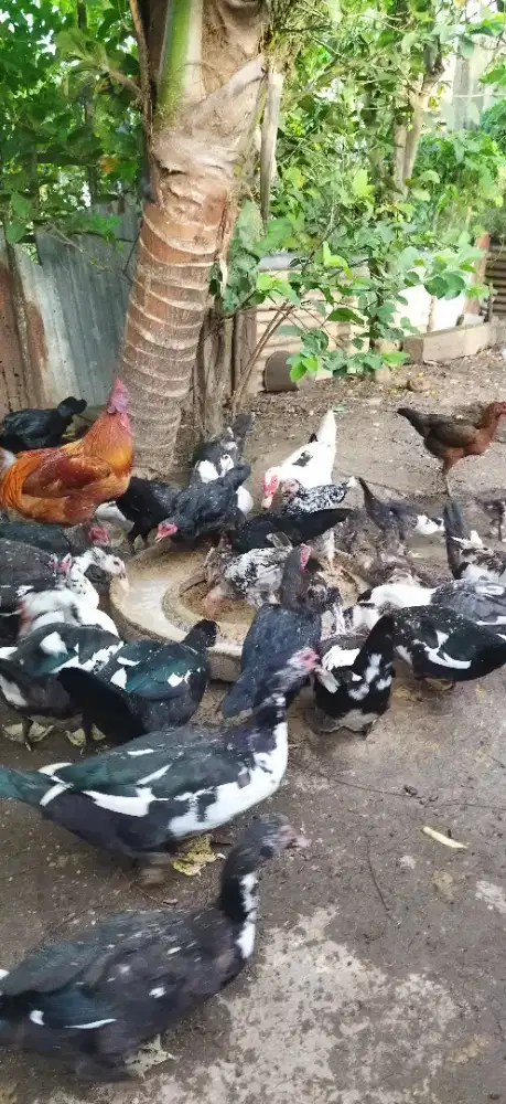Bebek Pelati & Ayam Siam