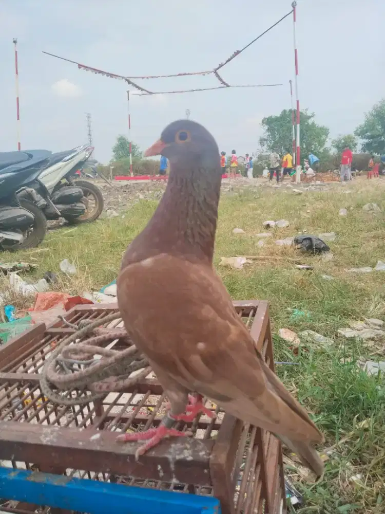 Merpati kolongan mk