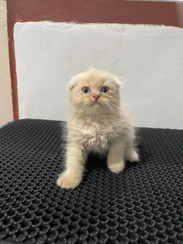 Kucing scottish fold