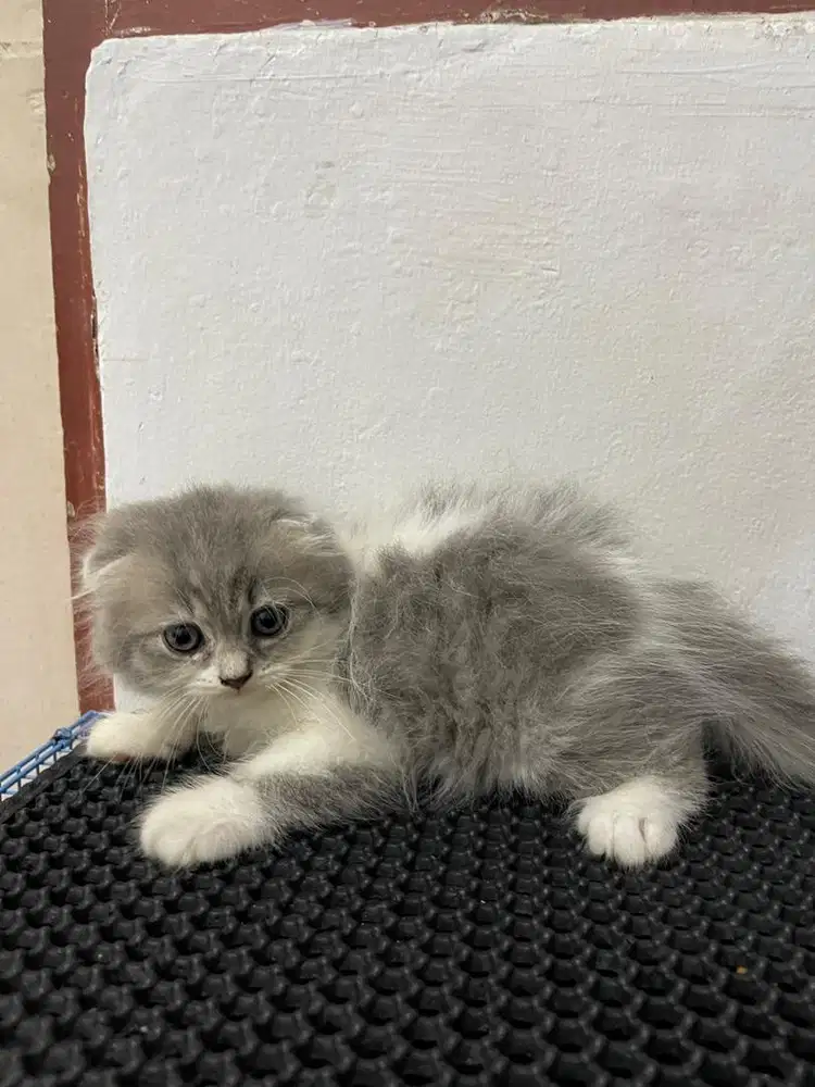 Kucing scottish fold