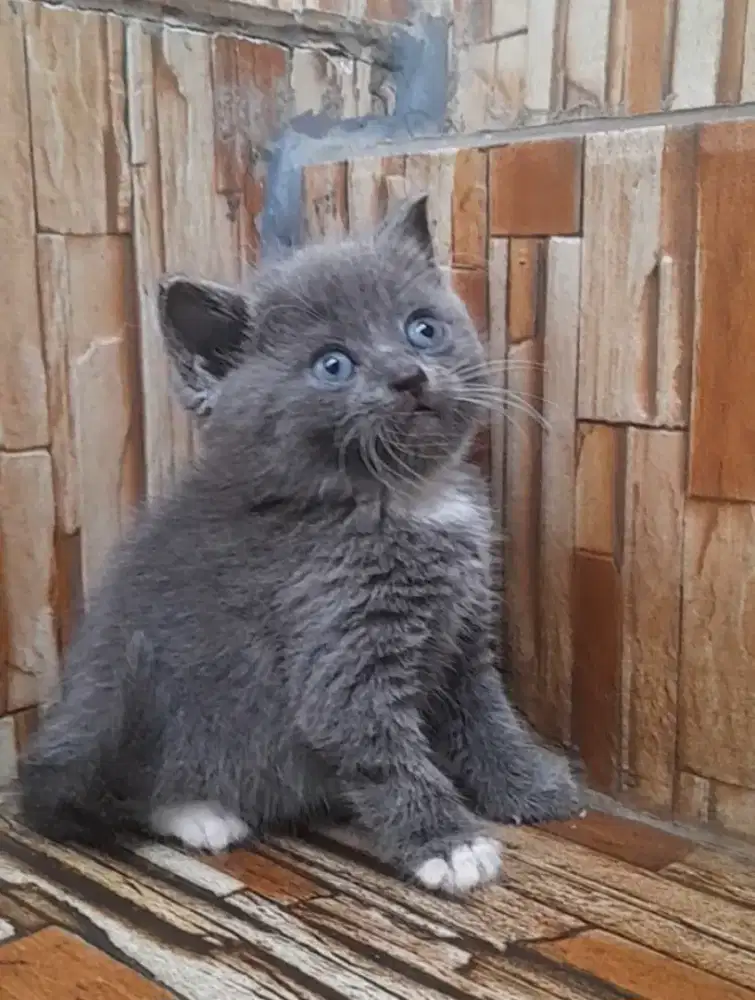 British Shorthair Betina