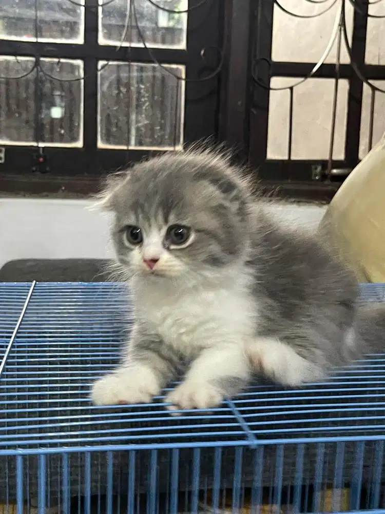 Kucing scottish fold