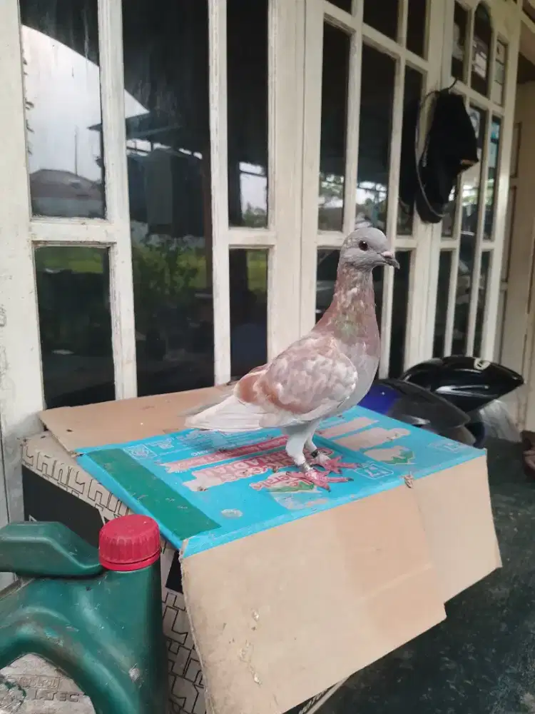 Piyik jantan merpati tinggian