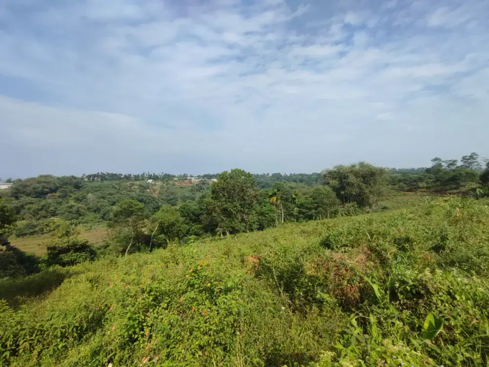 Disewakan Lahan 1 Hektar – Siap Pakai untuk Lokasi Peternakan