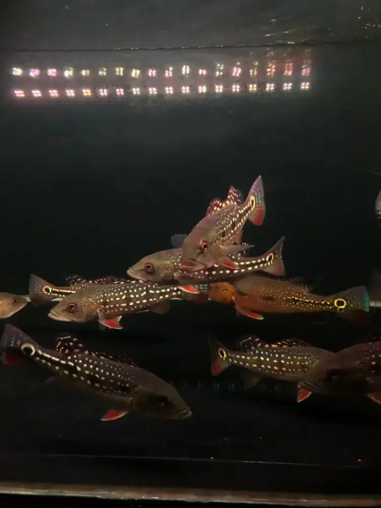 Ikan peacockbass Fogo