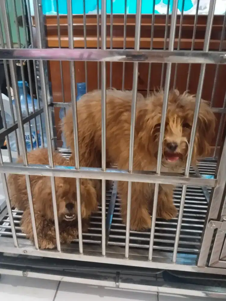 Shihpoo jantan & betina, umur 5 bln. Mahar 2 ekor/sepasang 1,5  nego