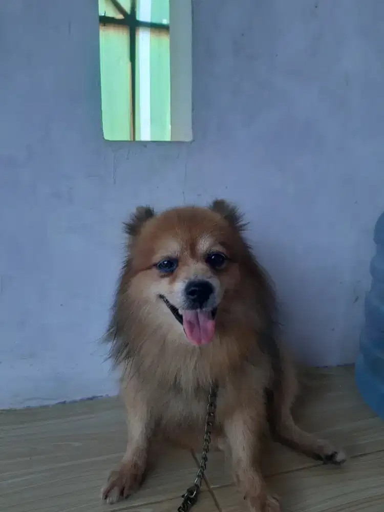 Anjing Mini Pom (Harga uang Makanan Aja)