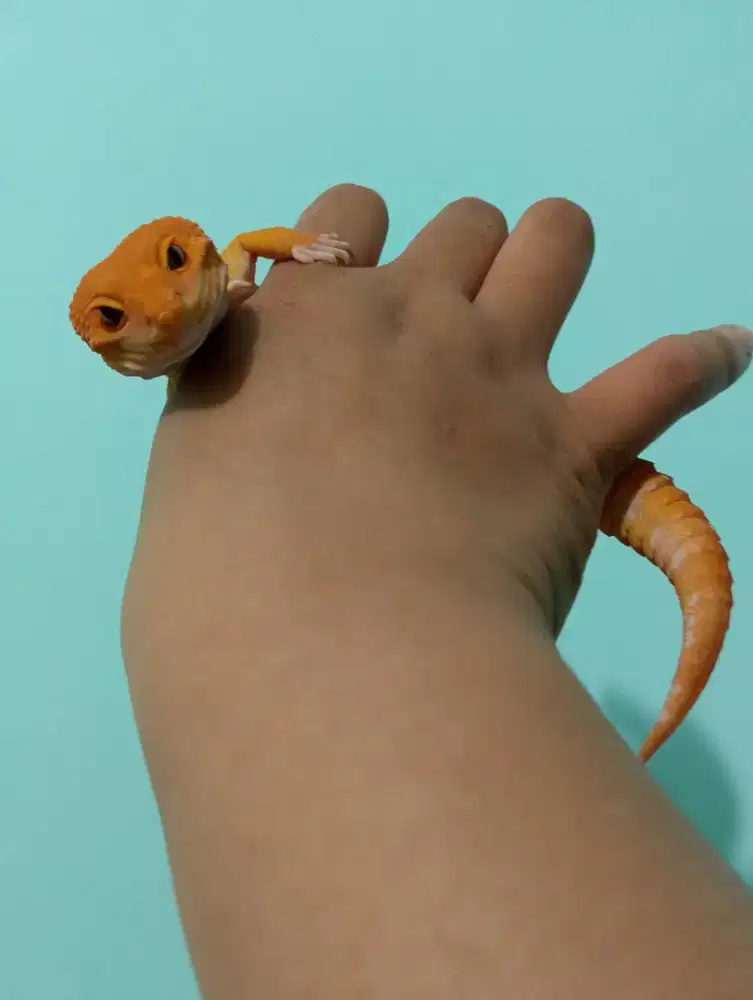 Jual aja gecko 26 cm tomato sunglow