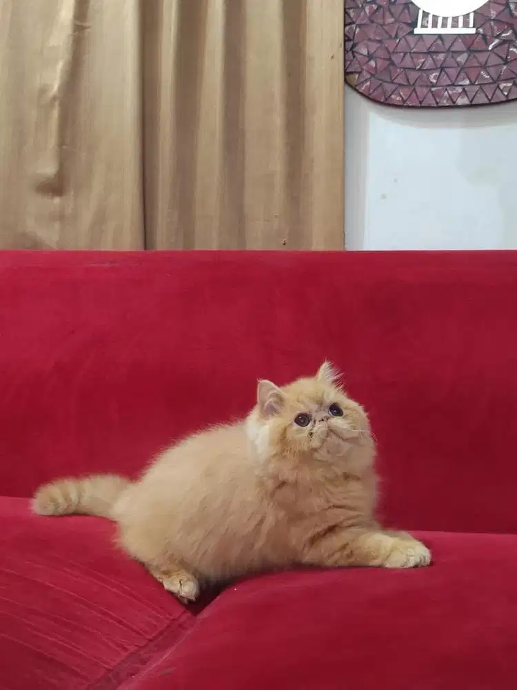 Kitten peaknose