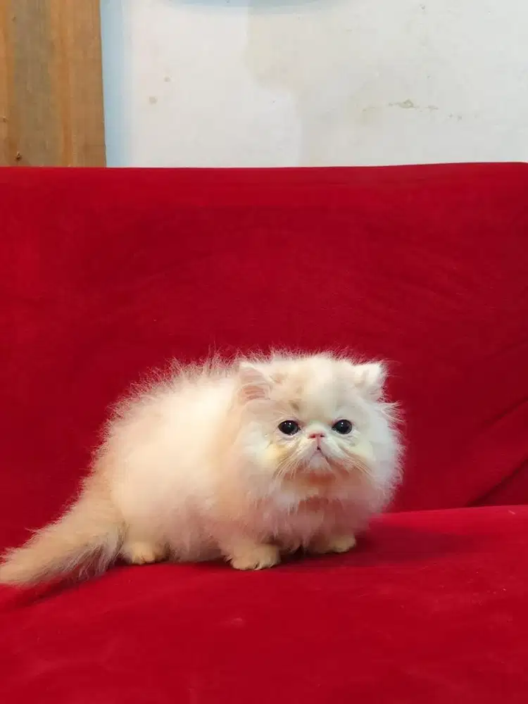 Kitten peaknose
