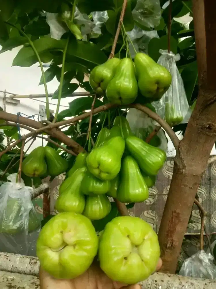 Bibit jambu air Green Giant Kiriman jawa timur lokasi Bandar lampung