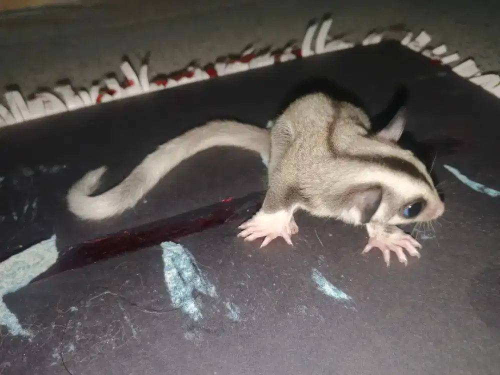 Sugar glider ringtail betina