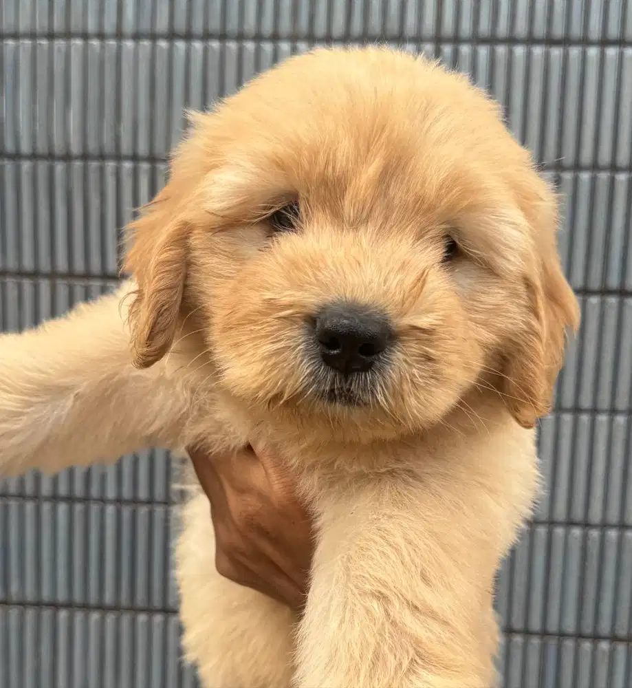 Double Doodle Puppies