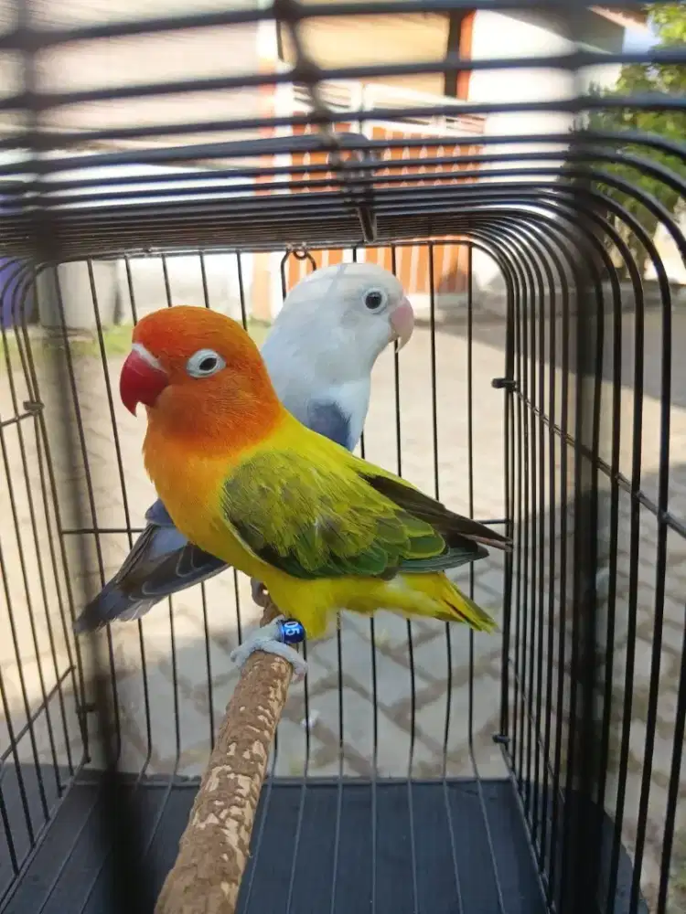 Pasangan Lovebird Biola Euwing Violet (J) X Biola Euwing Gold(B).