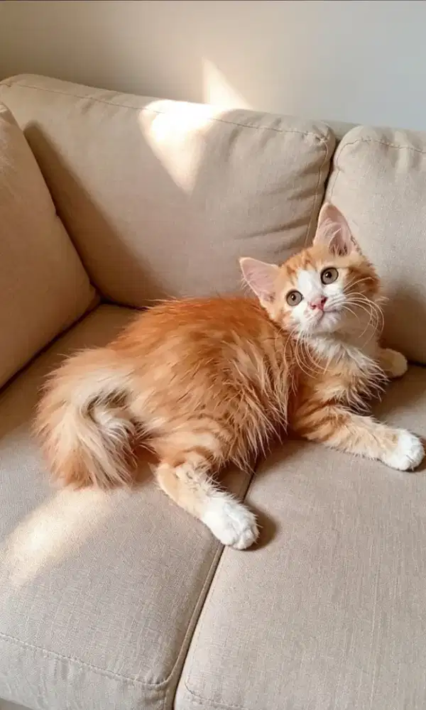 Kucing persia jantan