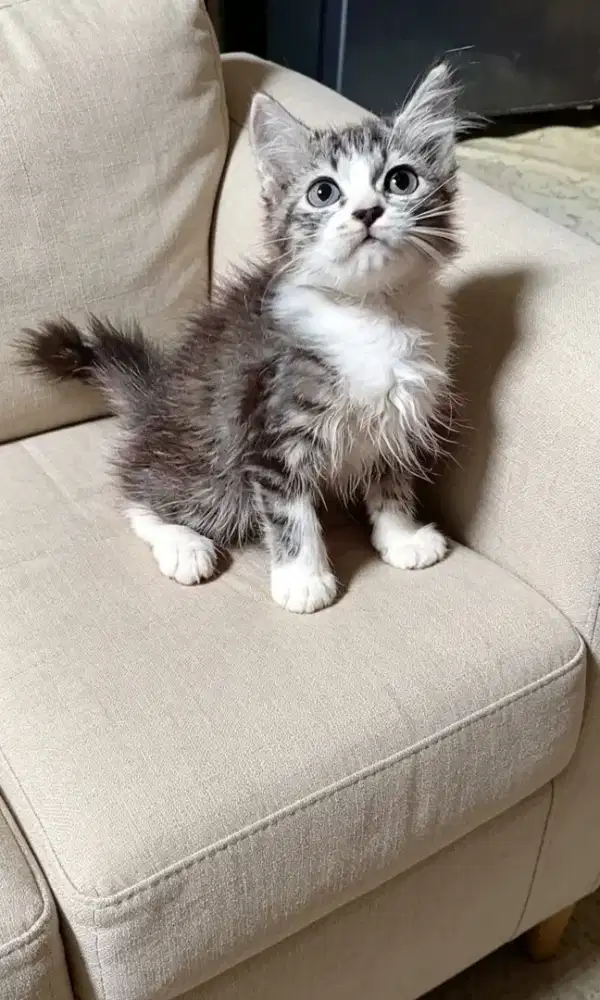 Kucing persia betina