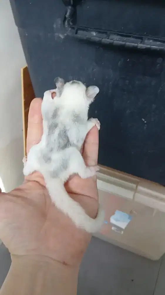 Sugar glider Mozaic marble