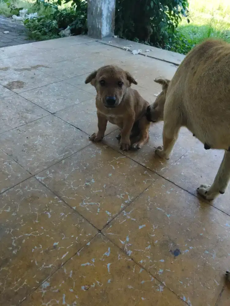 Anak Anjing campuran