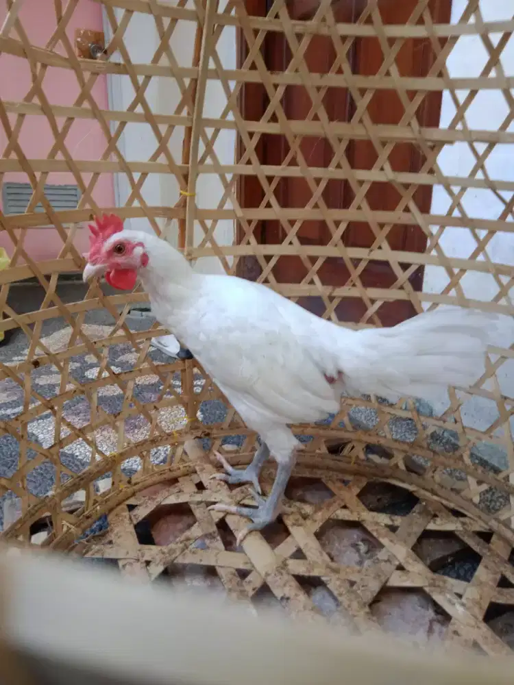 Jual ayam ketawa