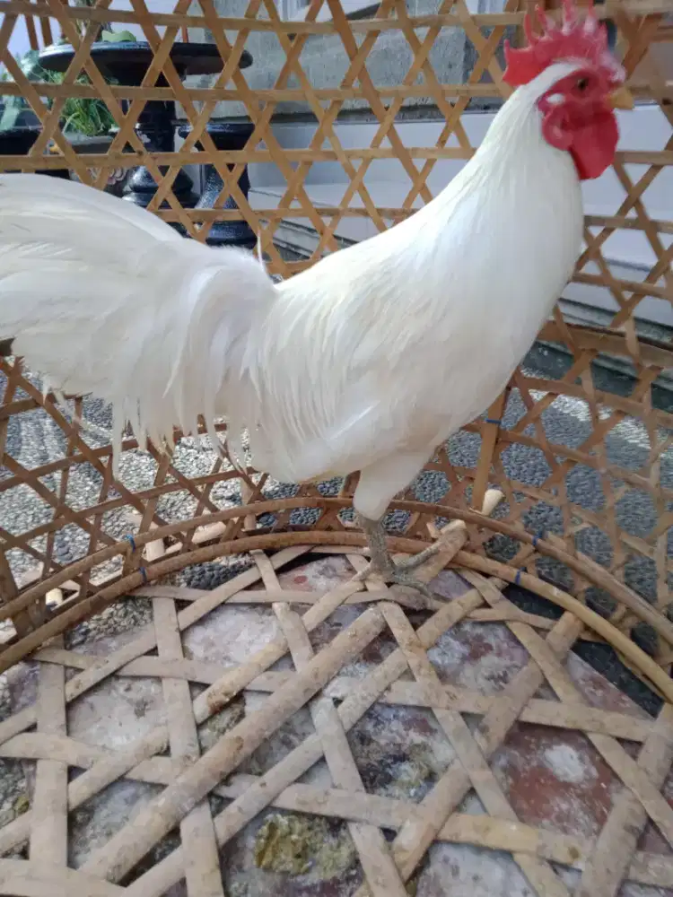 Jual ayam ketawa gacor