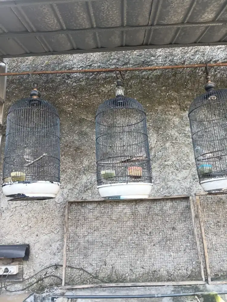 Jual burung perkutut lokal RP 150.000