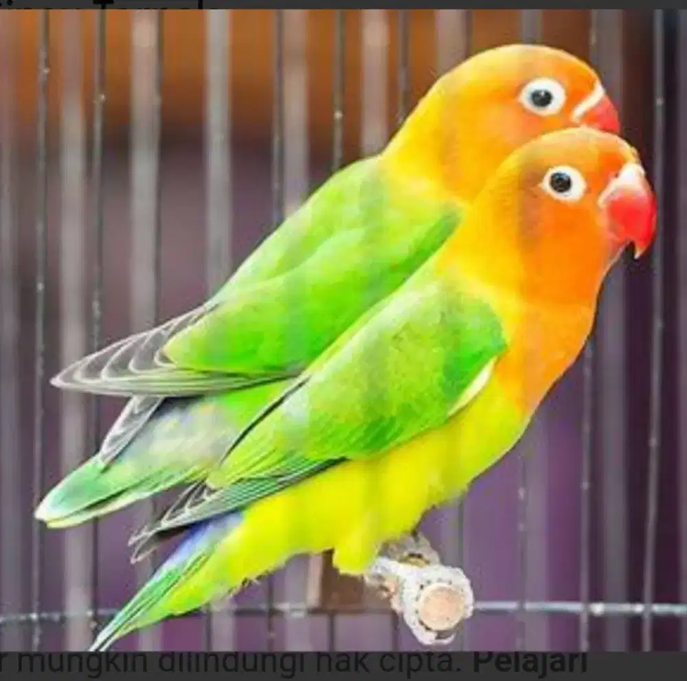Jual burung Lovebird satu pasang