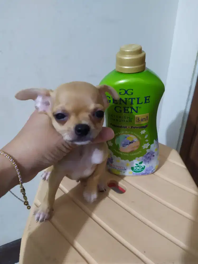 Chihuahua jantan 2 bl