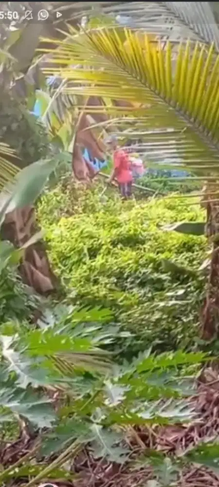 Jasa potong rumput