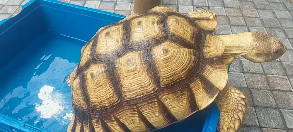 Sulcata 40cm smooth cerah dom tinggi